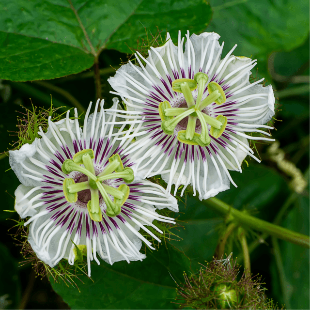 The Passiflora Membership at The Rose and Yarrow, LLC in Louisa, VA