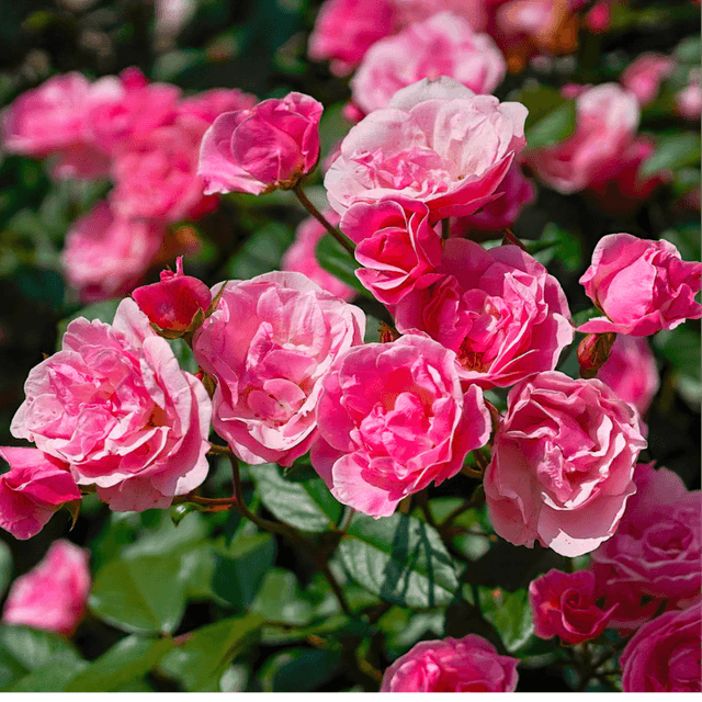 The Rose Membership at The Rose and Yarrow, LLC in Louisa, VA