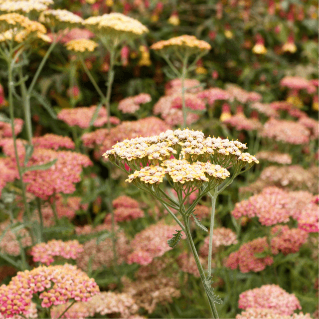 The Yarrow Membership at The Rose and Yarrow, LLC in Louisa, VA